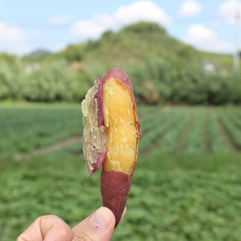 臨安天目山小香薯火熱招商中